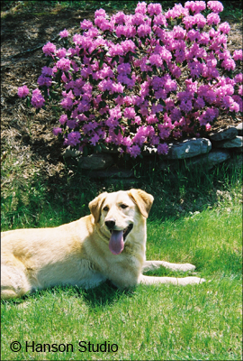 Anne's Yellow Lab